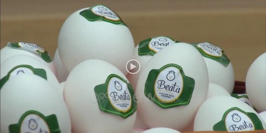 Dilema – Beata
